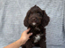 Beautiful sproodle puppies