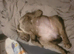 Stunning mearle mastiff female puppy