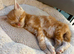 Gorgeous Maine Coon X Kittens Ready Now
