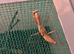 Subadult pair of Timor shield mantis plus other inverts