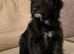 Aussiedoodle 4 months old F1 Health Tested Parents