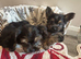 5 Yorkshire terrier puppies for sale
