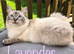 Pure Ragdoll Kittens