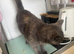 Adult cat
