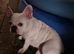 French bulldog 2 years old