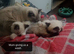 Lovely Ragdoll kittens for sale