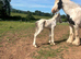 Mare & Foal