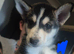 Siberian husky puppies