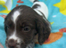 Sprocker puppies READY TO GO