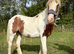 Yearling Cob Gelding to make 13.3+