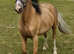 Registered Welsh C yearling colr