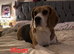 Beagle Puppies Ready for Love!!