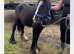 For sale 6month old cob colth to make 13.2
