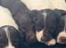 Springer spaniel puppies