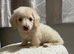 READY NOW LONGHAIRED MINI CREAMS