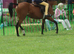 13.2 British riding pony mare