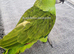 Beautiful baby yellow naped amazon