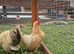 Pair of show quality seramas