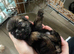 imperial karisishi dobie shih tzus