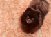 Pom girl
