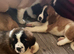 Beautiful baby Saint Bernards