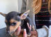 I have Some chihuahua cross jack pups