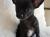 KC reg beautiful chihuahua puppies X2 boys left
