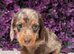 Beautiful Miniature Dachshund Puppies Ready Now