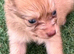 Puppies