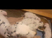 Pedigree Dalmatian puppies