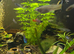 Male Guppies tropical