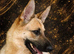 Stunning German Shepherds