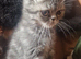 Beautiful Persian exotics