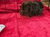 Two Female Guinea Pigs