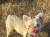Female frenchie