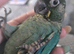 Supper silly tame conure