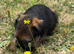 Cracking kc slem free border terrier bitch puppy