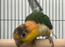 Hand Reared Baby Yellow Thighed Caiques