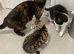 Kittens flead and wormed