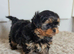 Exceptional Litter of Yorkie-Tzu Puppies &ndash; Champion Bloodlines
