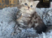 5 beautiful mainecoon kittens available