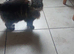 3 sister cats