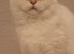 GCCF British Shorthair Chocolate Golden ColourPoint