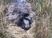 Emus Proven breeding pairs for sale