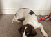 Springer pups for sale