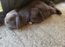 X2 female mini lops 6months old