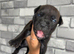 Staffy puppies