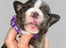 Staffordshire bull terrier pups available