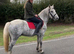 New forest gelding