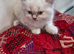 British short haired cross kitten for sale